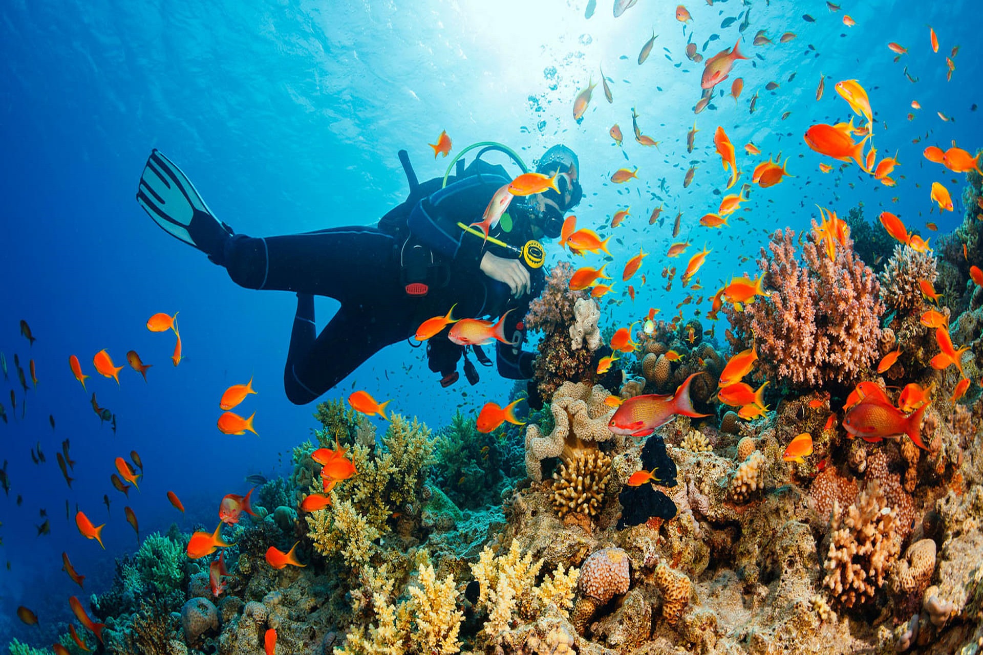 1509546151_Underwater-Scuba-diver-explore-and-enjoy-Coral-reef-Sea-life