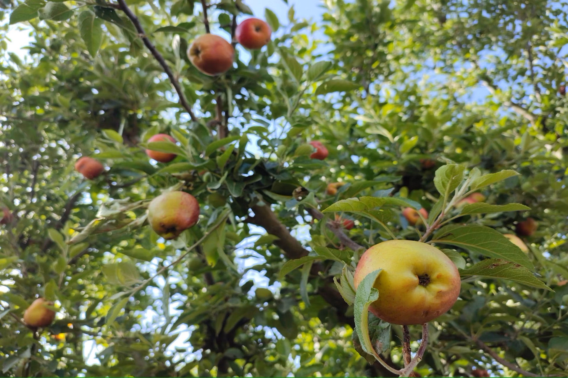 SonagarmApple